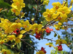 Apricot Blossoms